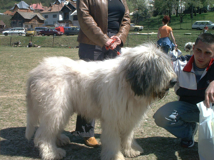 Samson de Romania May03010