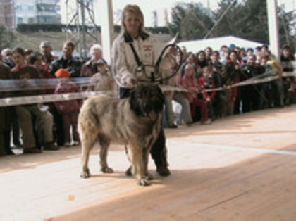 URSU de MINDILICA cluj 2005 - Ciobanesti Carpatini made in Mindilica