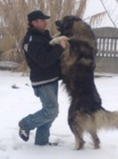 Corbu de Centea in picioare