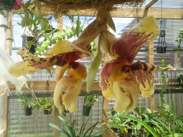 13.01.12 - Stanhopea nigroviolacea Atlantis