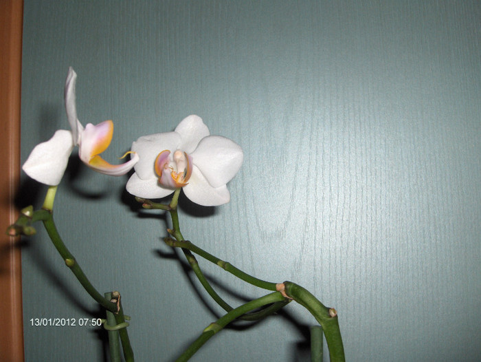 si-a deschis bobocul...	:x; PHAL.FORMOSA DREAM
