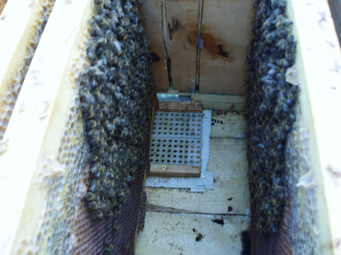 impachetare tip clopot in cutie 12r; vedere placa activa colectare polen in fundul cutiei
