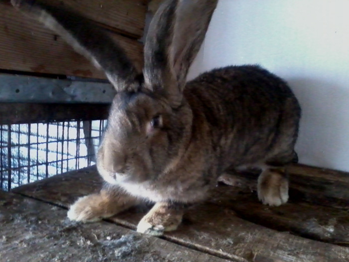 FEM.DE LA KNOLL.02.11