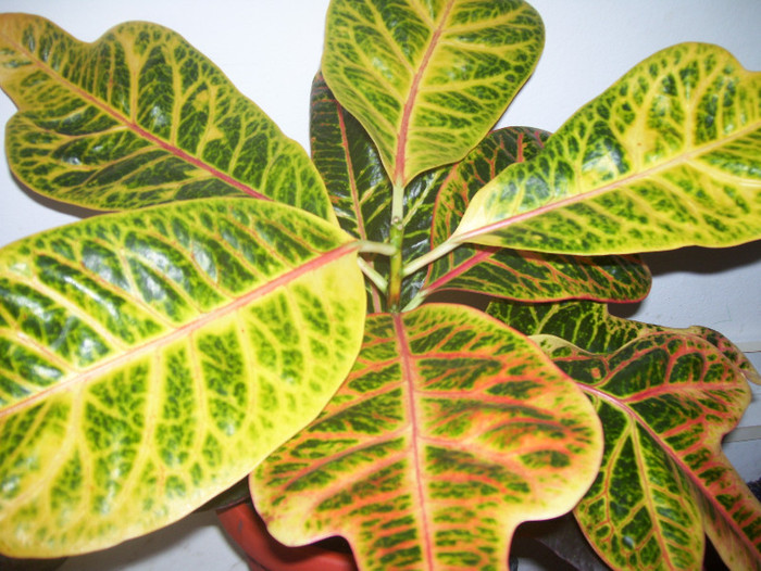 croton