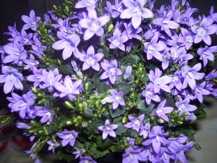 campanula