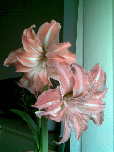 Amaryllis Lady Jane 13.01.2012