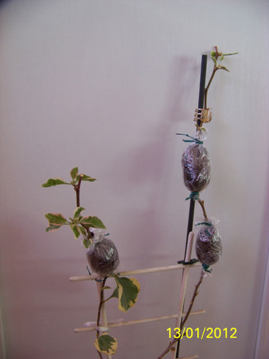 249_4176 - inmultire bouga si alte plante