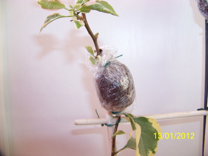 249_4180 - inmultire bouga si alte plante