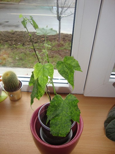 abutilon megapotamicum si pictum