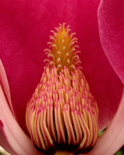 Magnolia  Cleopatra-sectiune floare - Magnolia CLEOPATRA -evolutie 2012