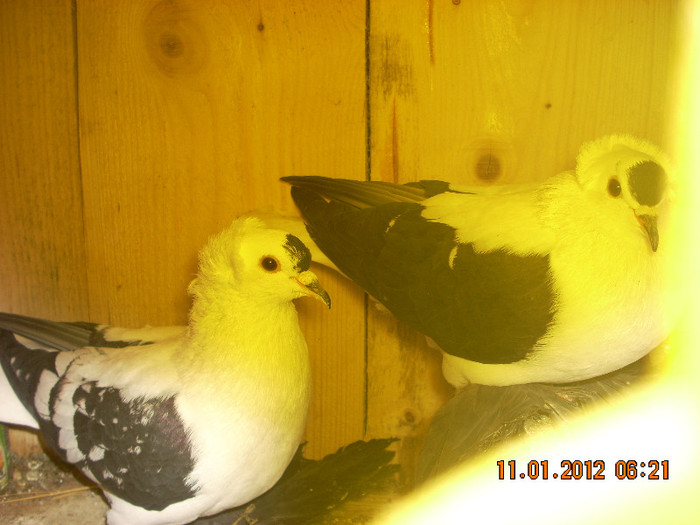 Randunele de saxonia