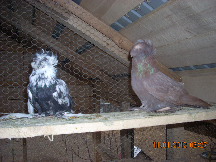 Tobosari de buhara-pui2011