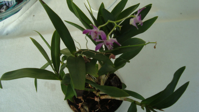 DSC04968 - Dendrobium Bery Oda