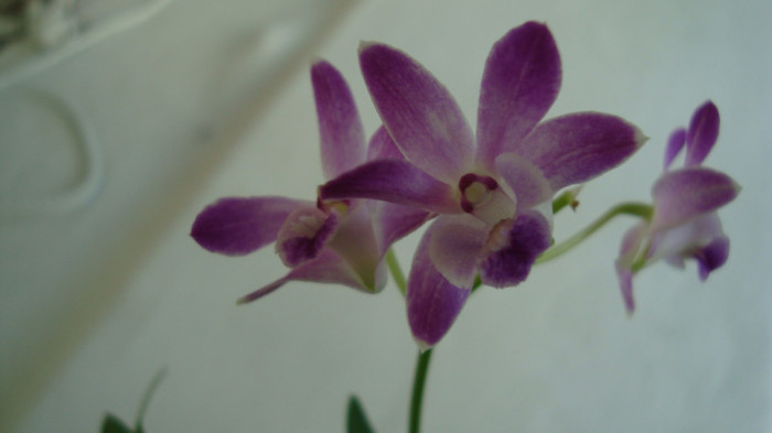 DSC04973 - Dendrobium Bery Oda