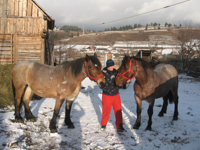 Eu si caii - Armasar-Iapa Deresi         13 01 2012