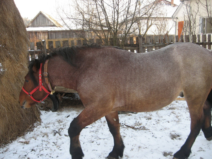 Puiu - Armasar-Iapa Deresi         13 01 2012