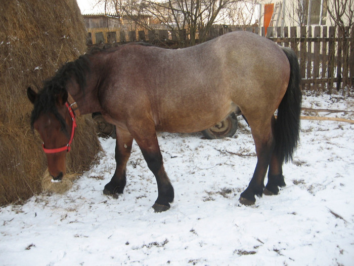 Puiu - Armasar-Iapa Deresi         13 01 2012