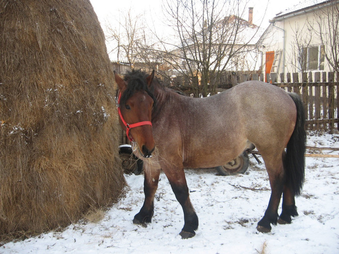 Puiu - Armasar-Iapa Deresi         13 01 2012