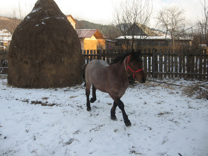 Puiu - Armasar-Iapa Deresi         13 01 2012