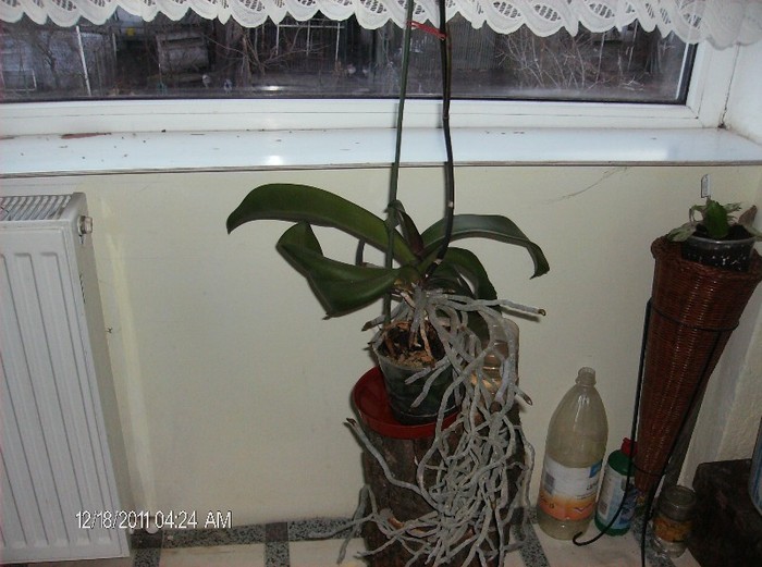 HPIM1597 - orhidee 2012