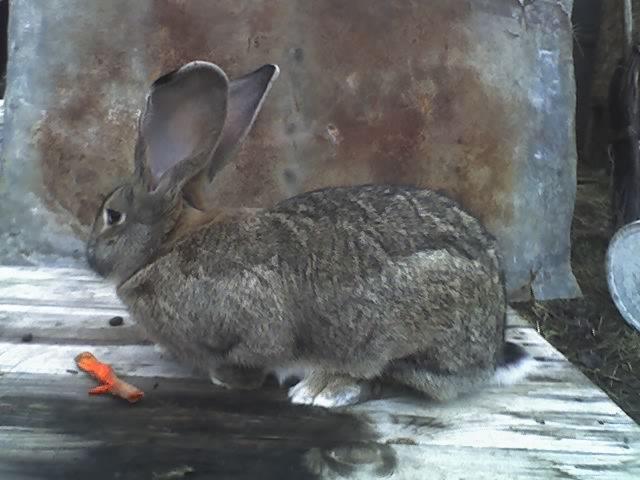 Femela Urias Gri German 8 luni - DEEEE VANZAREEE Trimit iepurii
