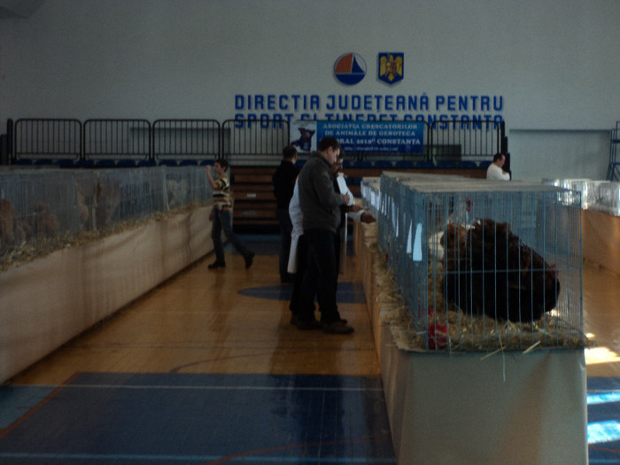 D-NUL DODE ARBITRAND PASARILE