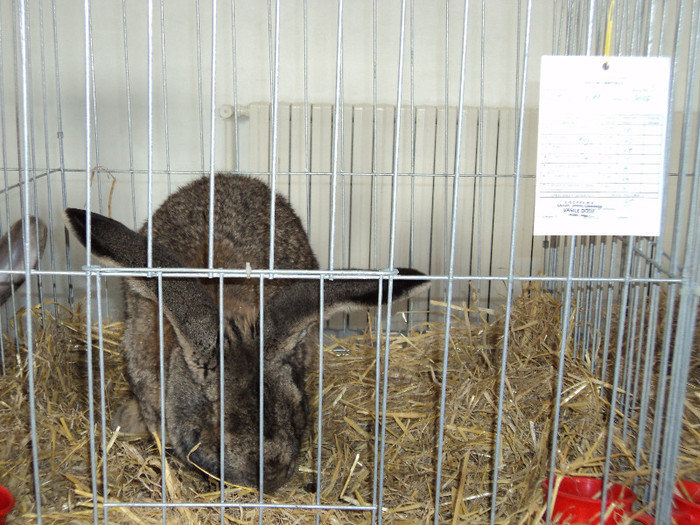 FEMELA NR 8 - 96 DE PUNCTE