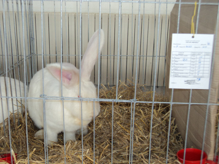 FEMELA MEA 96 DE PUNCTE