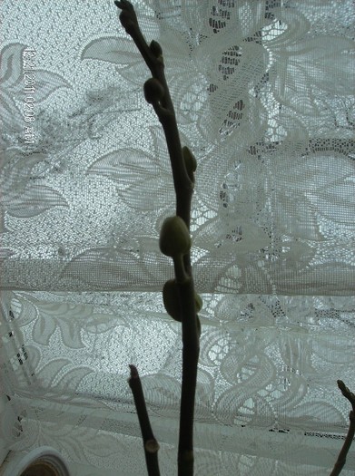 HPIM1616 - orhidee 2012
