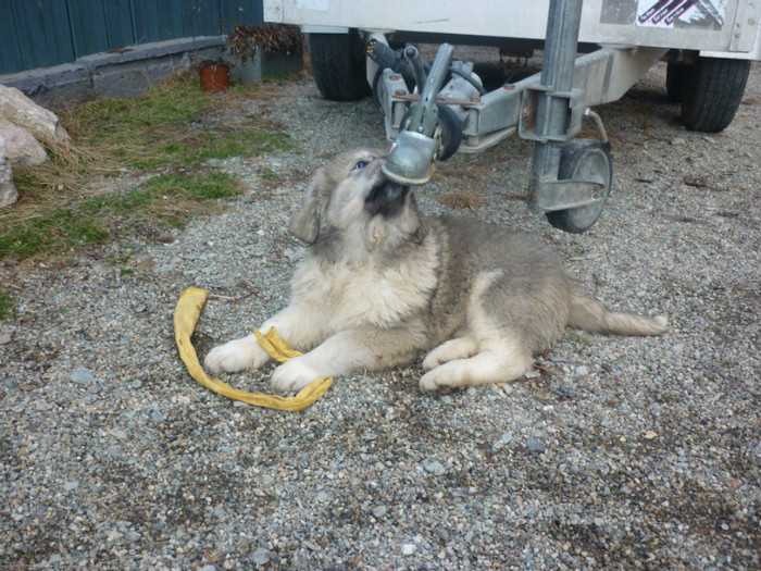 Brutus
