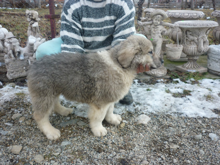 Brutus