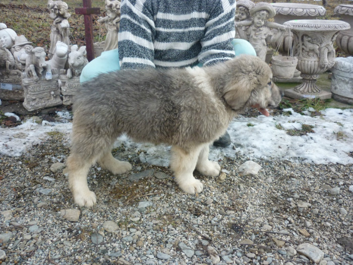 Brutus