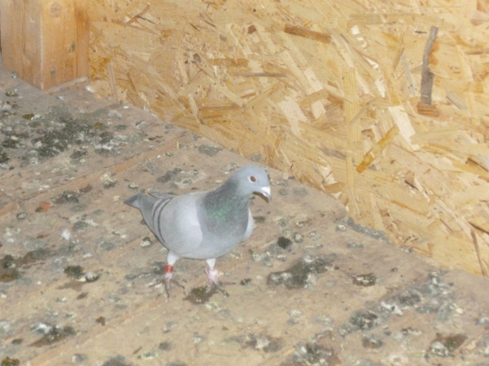 P1000201 - femele 2012