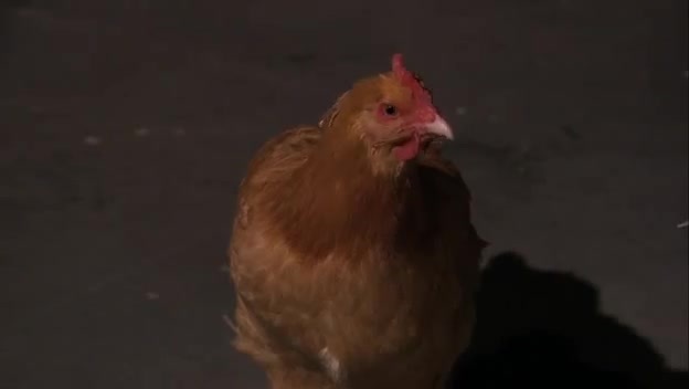 S03E25 350 - Episode Uncle Ernesto