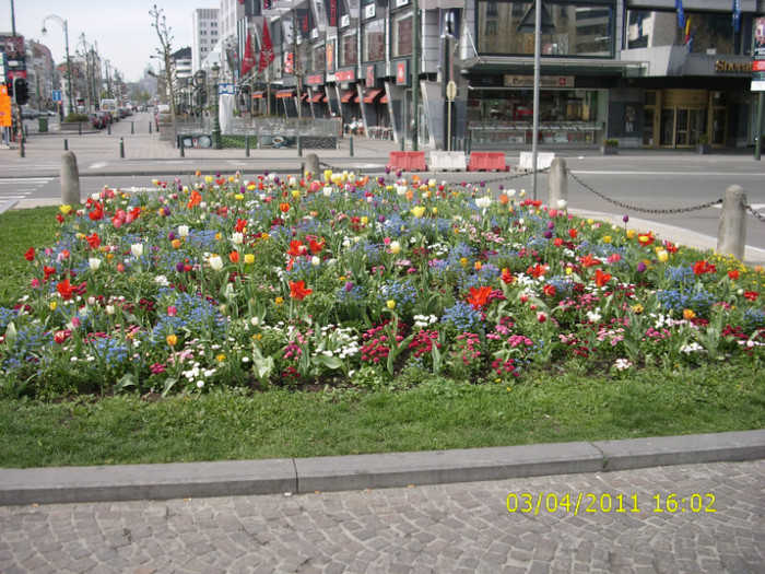 IMG_0137 - flori din Belgia