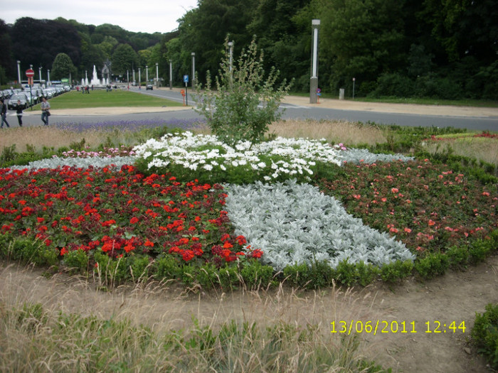 IMG_0214 - flori din Belgia