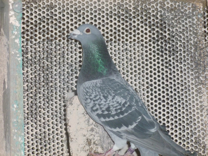 P1000206 - masculi2012