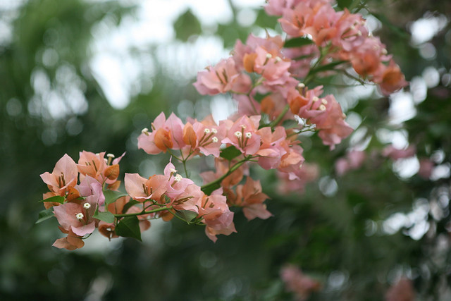 salmon variegat -poza de pe net