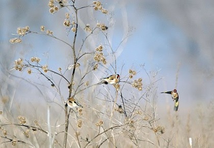 La masa - Sticletele  carduelis carduelis