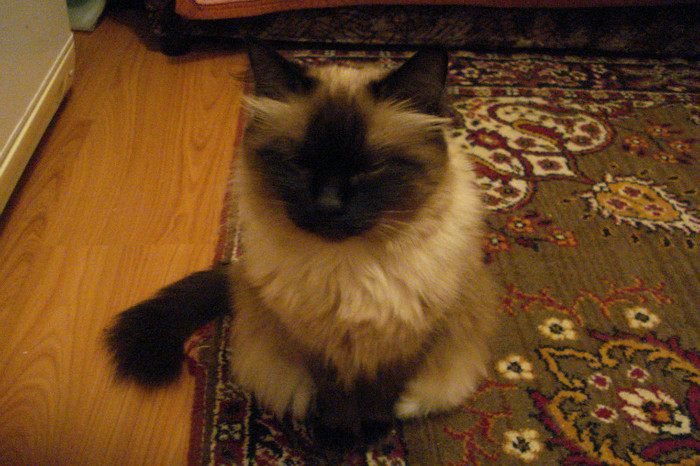 DSC00391 - Donna pisica mea pufoasa si dragutza poze cools 2012