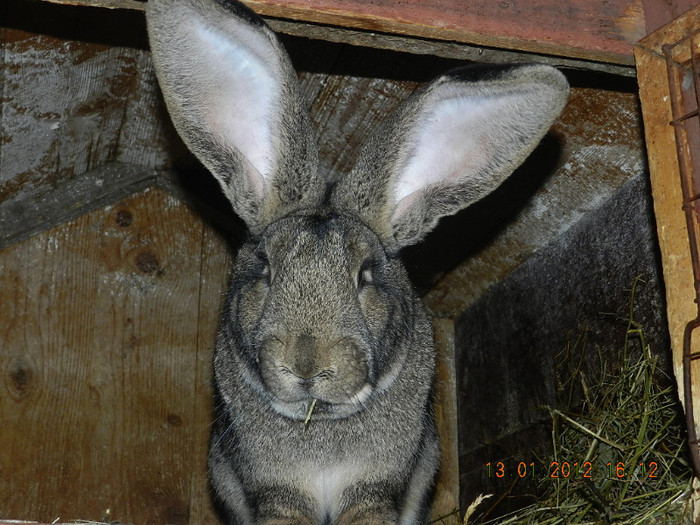 MASCUL - DE VANZARE IEPURI 2012