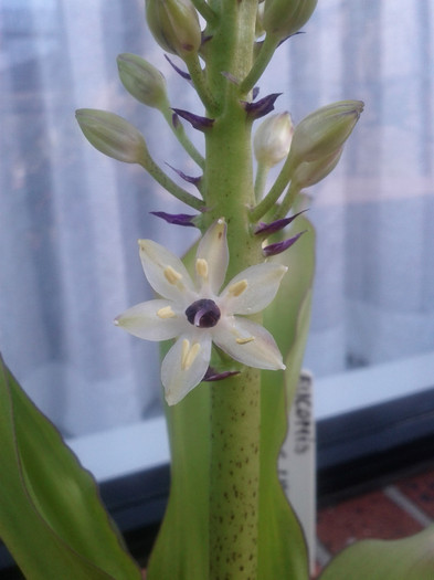13.01.12 - Eucomis pineaplle lily