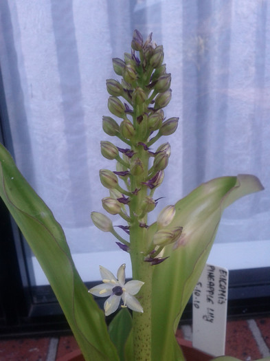  - Eucomis pineaplle lily