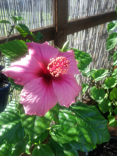 13.01.12 - Hibiscus 2011-2012