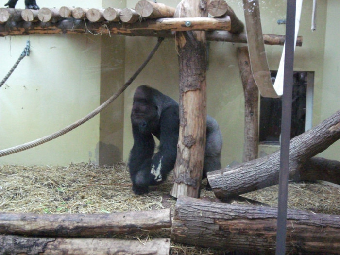 DSCF0208 - zoo Heidelberg