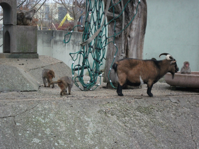 Zoo Heidelberg - zoo Heidelberg