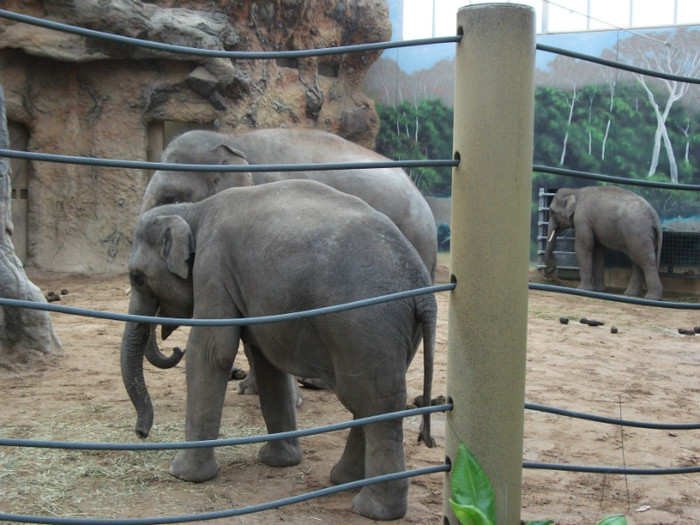 DSCF0218 - zoo Heidelberg