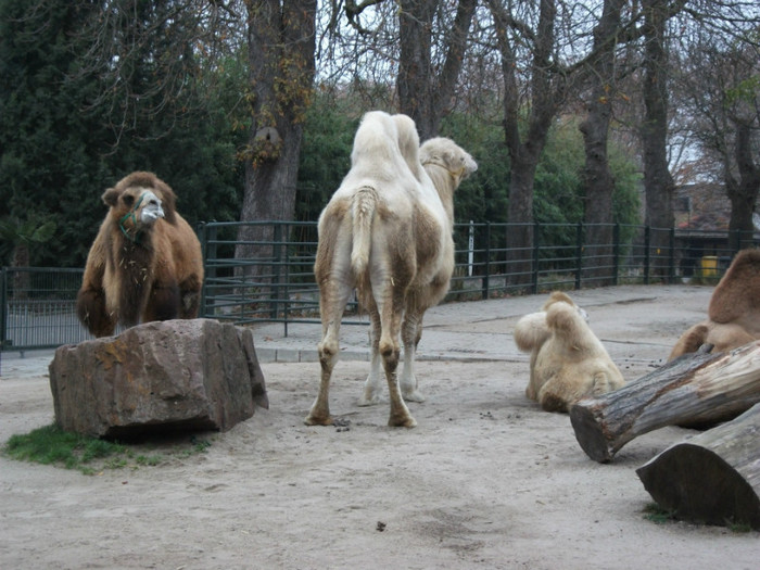 DSCF0212 - zoo Heidelberg