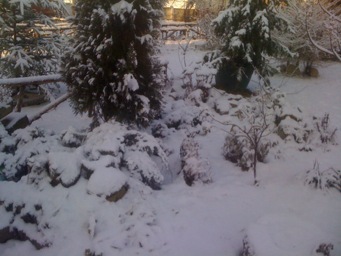 IMG_0271 - 0 Gradina la prima ninsoare adevarata 14 01 2012