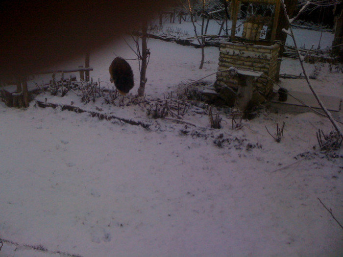 IMG_0299 - 0 Gradina la prima ninsoare adevarata 14 01 2012